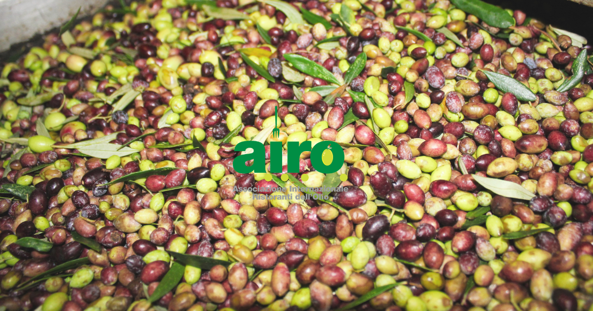 Senior - Degustazione di olio extravergine di oliva in collaborazione con AIRO